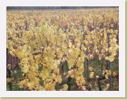 2005-11-01 16-17-58 Octobre 137,2mm 1_182_eme F5,0 * 2560 x 1920 * (3.12MB)